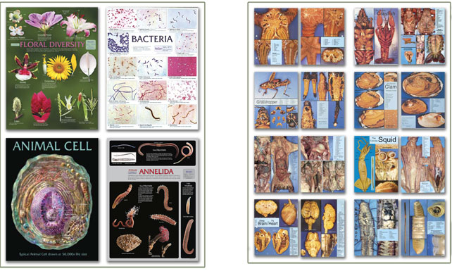 Biology Charts And Posters